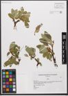 Foto von Salix L.